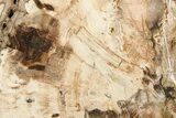 Polished Petrified Wood (Araucaria) Slab - Madagascar #376077-1